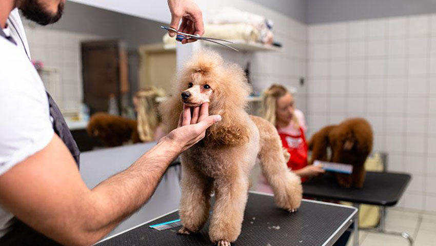 Ultimate Guide To Dog Grooming