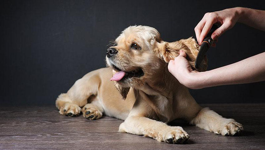 
                  
                    Load image into Gallery viewer, La guía definitiva de peluquería canina
                  
                