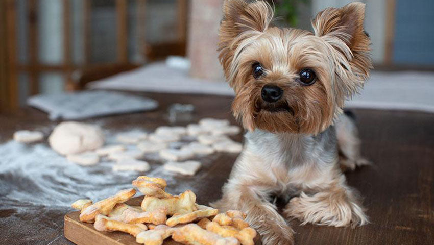 Become a Doggy Dessert Chef